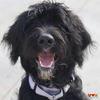 adoptable Dog in  named DOODLEBUG