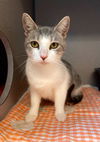 adoptable Cat in Aliquippa, PA named MARIONETTE