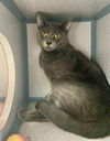 adoptable Cat in Aliquippa, PA named SMOKEY