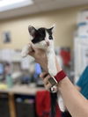 adoptable Cat in Aliquippa, PA named JASPER