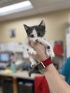 adoptable Cat in Aliquippa, PA named JULES