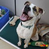 adoptable Dog in aliquippa, PA named FRED