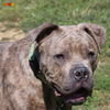 adoptable Dog in Aliquippa, PA named SHARPIE