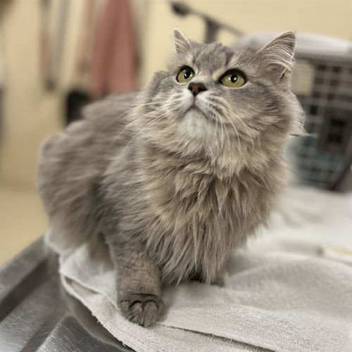 picture of the cat needing adoption