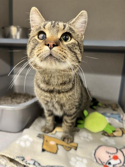 picture of the cat needing adoption