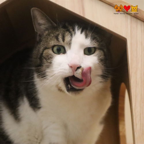 picture of the cat needing adoption