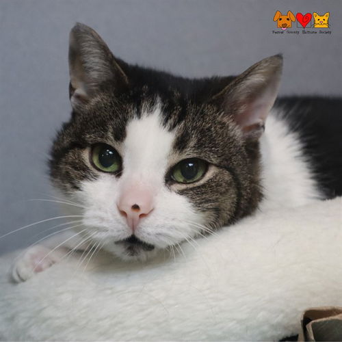 picture of the cat needing adoption