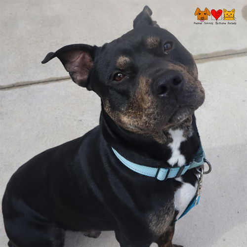 picture of the dog needing adoption