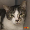 adoptable Cat in aliquippa, PA named FREDDIE
