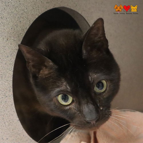 picture of the cat needing adoption