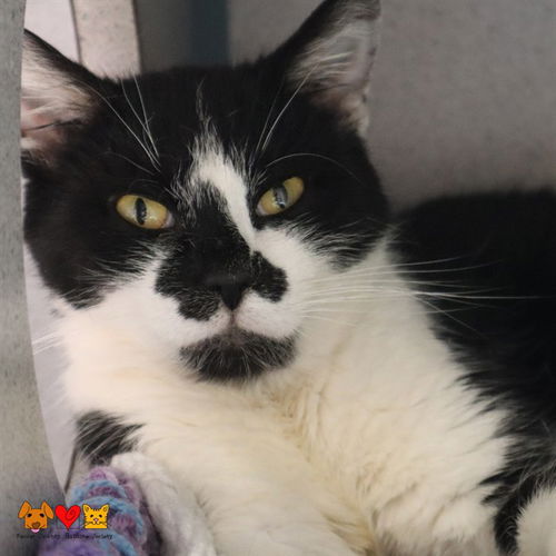 picture of the cat needing adoption