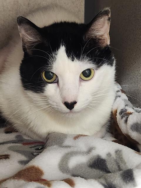 adoptable Cat in Aliquippa, PA named DIOR SAPHIRE