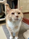 adoptable Cat in Aliquippa, PA named CHAUNCEY