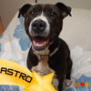 adoptable Dog in Aliquippa, PA named ASTRO