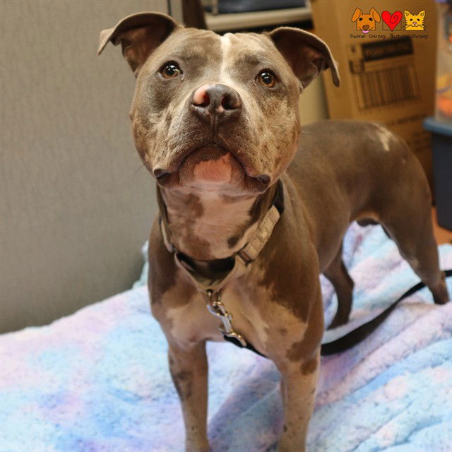 adoptable Dog in Aliquippa, PA named SMOOTHIE