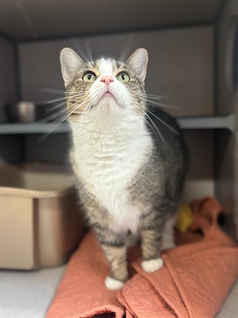 adoptable Cat in Aliquippa, PA named RUBY