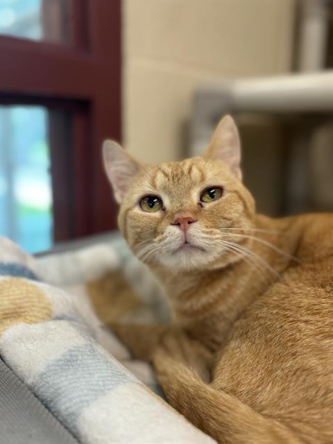 adoptable Cat in Aliquippa, PA named LOBSTER