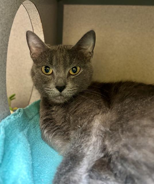 adoptable Cat in Aliquippa, PA named STACY