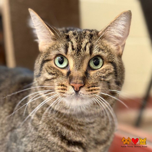 adoptable Cat in Aliquippa, PA named CLYDE