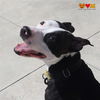 adoptable Dog in aliquippa, PA named IRIS