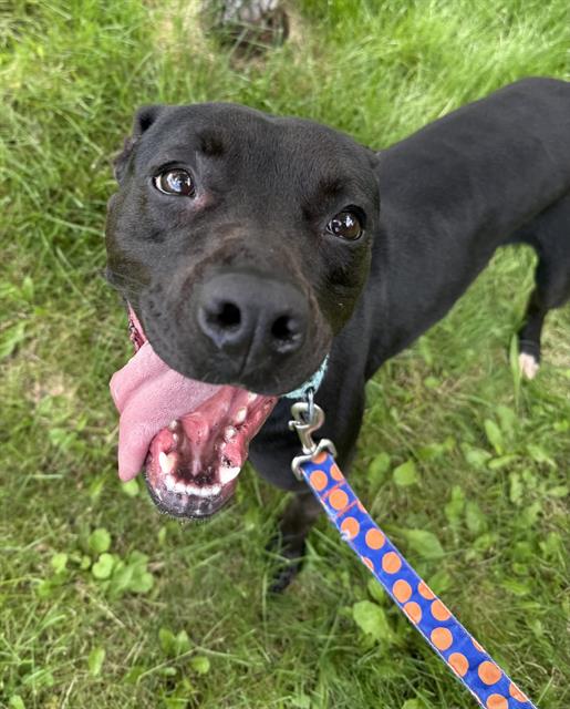 adoptable Dog in Aliquippa, PA named CLAIRE