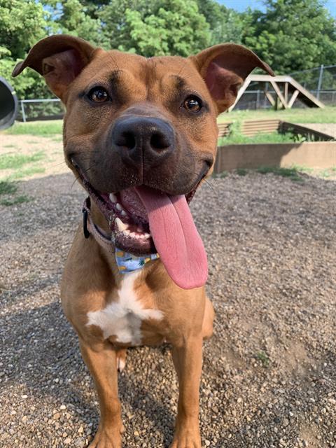 adoptable Dog in Aliquippa, PA named LABUBU