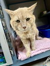 adoptable Cat in aliquippa, PA named FINN