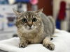 adoptable Cat in aliquippa, PA named IGGY