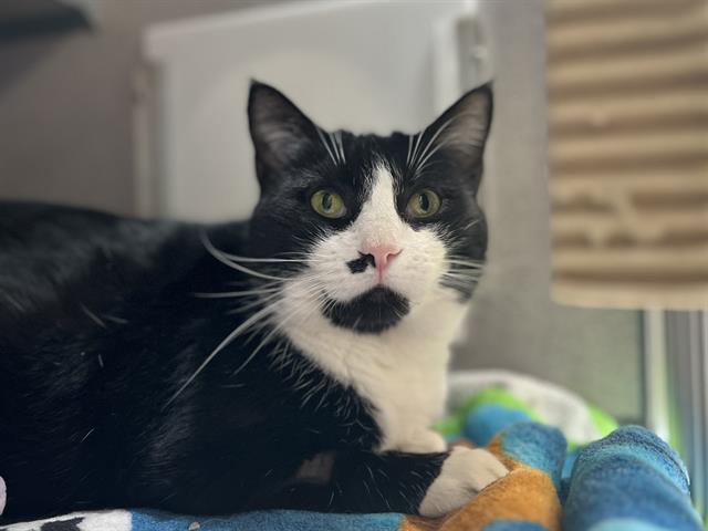 adoptable Cat in Aliquippa, PA named DELILAH