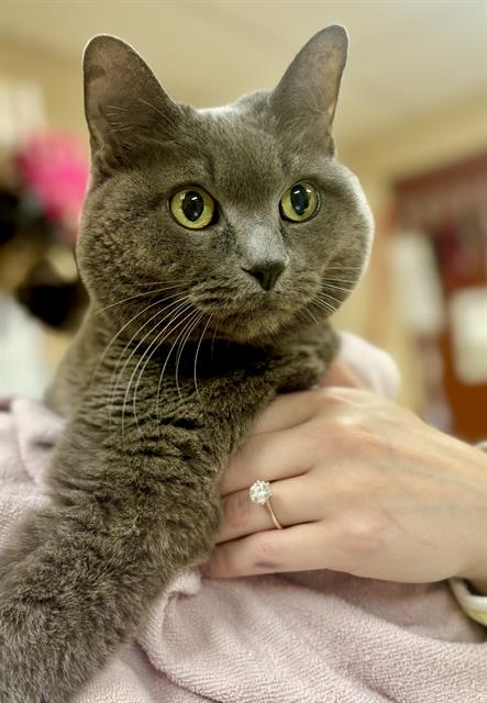 adoptable Cat in Aliquippa, PA named DAPHNE