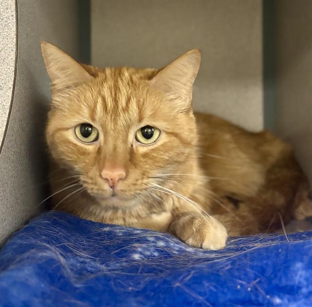 adoptable Cat in Aliquippa, PA named PUMPKIN
