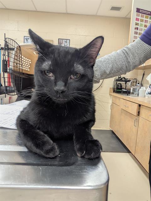 adoptable Cat in Aliquippa, PA named ONYX