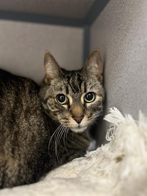 adoptable Cat in Aliquippa, PA named OLGA