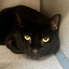 adoptable Cat in aliquippa, PA named JANET