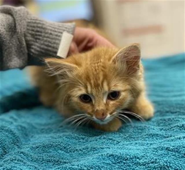 adoptable Cat in Aliquippa, PA named SPIRIT