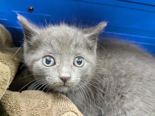 adoptable Cat in Aliquippa, PA named SELENA