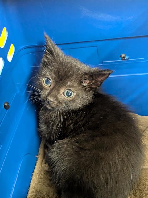 adoptable Cat in Aliquippa, PA named SHARKIE