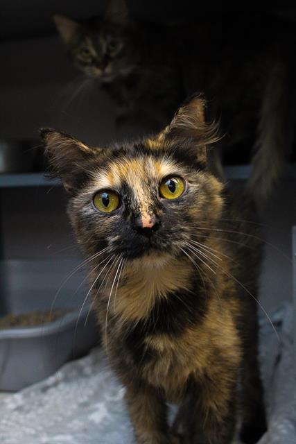 adoptable Cat in Aliquippa, PA named PRINCESS