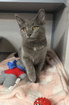 adoptable Cat in aliquippa, PA named UMBRA