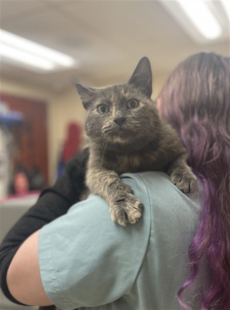 adoptable Cat in Aliquippa, PA named POPPY