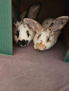 adoptable Rabbit in  named RORY