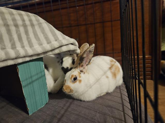 adoptable Rabbit in Aliquippa, PA named LORELAI