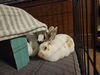 adoptable Rabbit in  named LORELAI