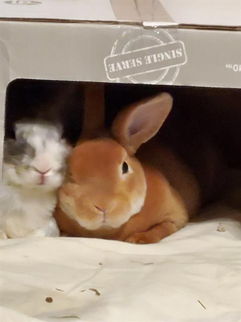 adoptable Rabbit in Aliquippa, PA named NORAH
