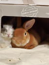 adoptable Rabbit in  named NORAH
