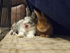 adoptable Rabbit in  named DOLLY