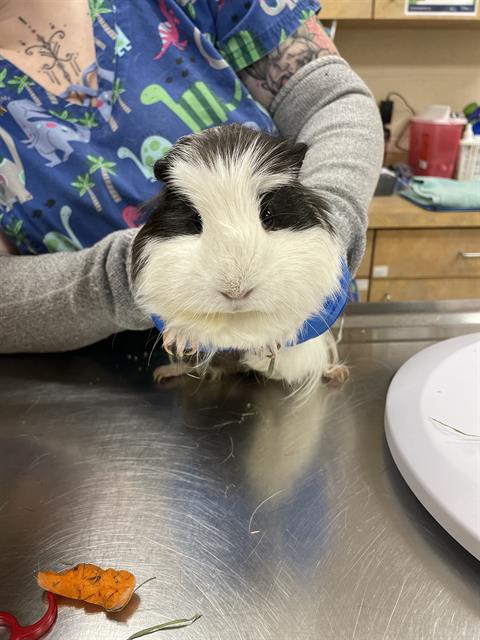 adoptable Guinea Pig in Aliquippa, PA named DOPPIO