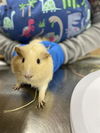 adoptable Guinea Pig in aliquippa, PA named GALAO