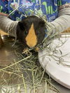 adoptable Guinea Pig in  named CHAI