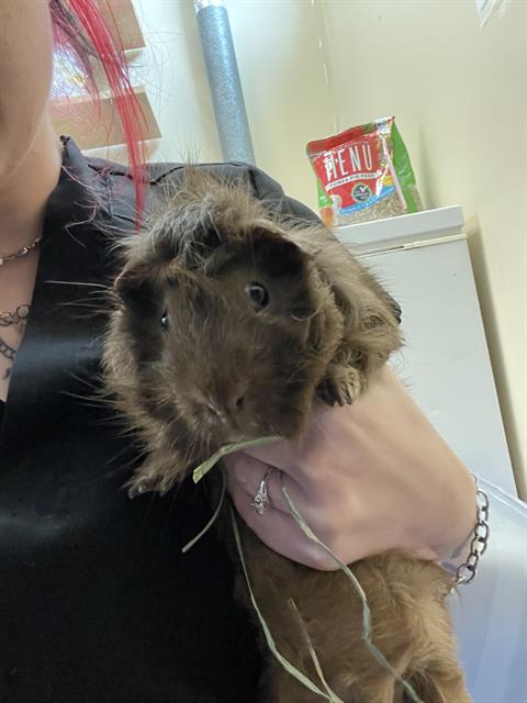 adoptable Guinea Pig in Aliquippa, PA named CARAMEL MACCHIATO